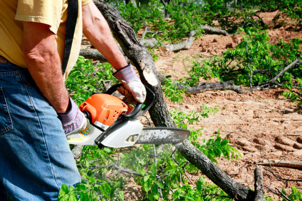 Best Large Tree Removal  in Terrace Heights, WA